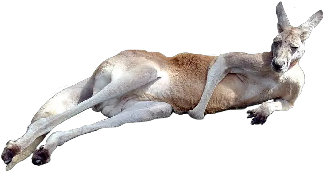  Kangaroo Png Kangaroo Png Kangaroo Transparent Background