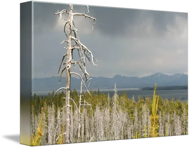  Lonesome Dead Pine By Byron Morris Picture Frame Png Dead Grass Png