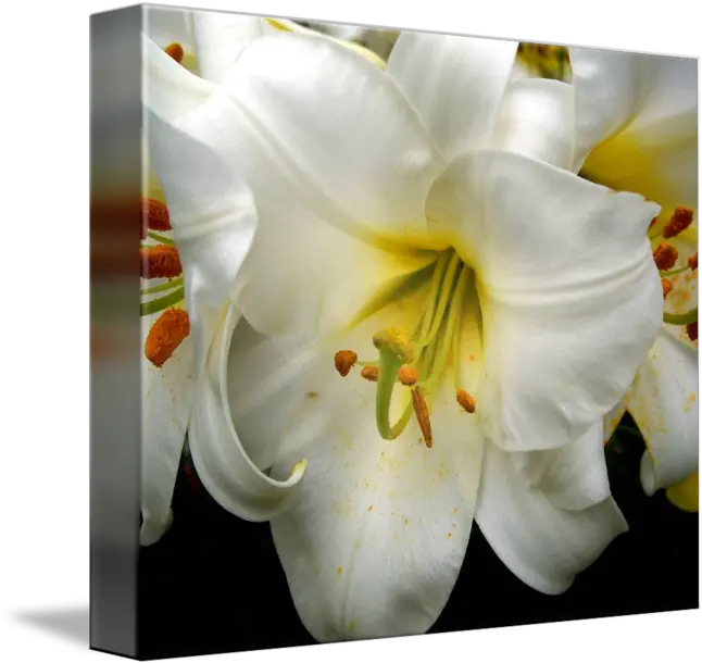  Easter Lily By I Love Flowers Tiger Lily Png Easter Lily Png