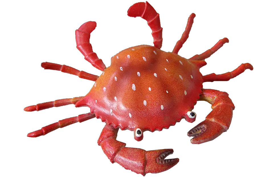  Crab Clipart Transparent Background Cangrejo De Mar Png Crab Transparent Background