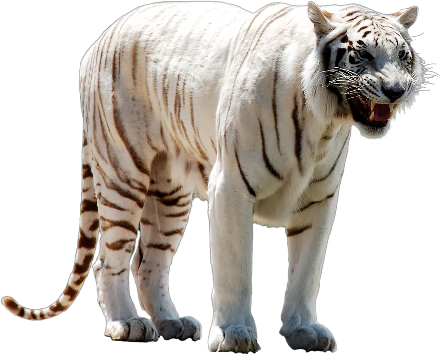  Download Hd White Tiger Face Png White Tiger Transparent Mythical White Tiger Transparent Tiger Face Png