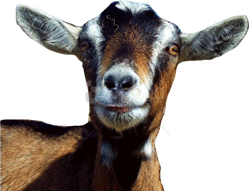  Goat Free S Png Images Background Transparent Goat Head Png Goat Transparent Background