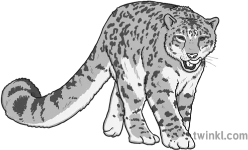  Snow Leopard Black And White 1 Illustration Twinkl Jaguar Png Snow Leopard Png