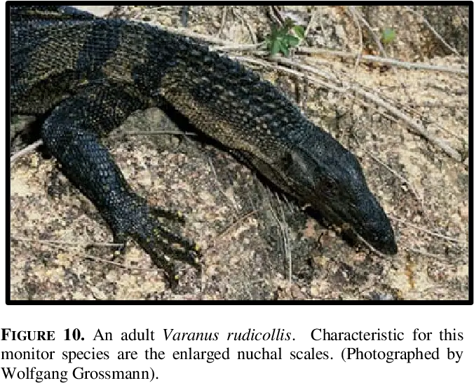  A Juvenile Of Varanus Rudicollis Varanus Mabitang Png Lizard Transparent