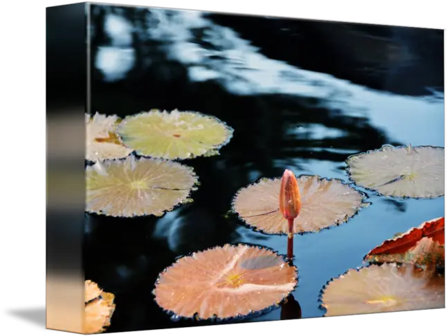  Lily Pad Bud Water By Tim Stringer Reflection Png Lily Pad Png