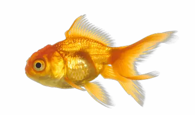  Goldfish Clipart Transparent Background Picture 61364 Fish No Background Png Fish Clipart Transparent Background