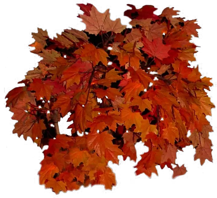  Fall Leaves Transparent Background Real Autumn Leaves Png Fall Leaf Transparent