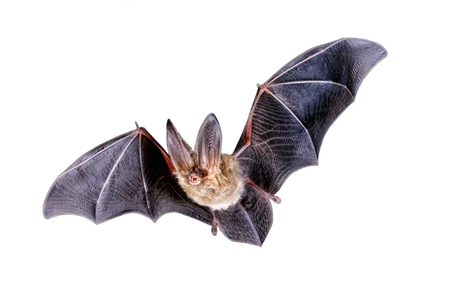  Bats Transparent Png Images United States Department Of Homeland Security Bats Png