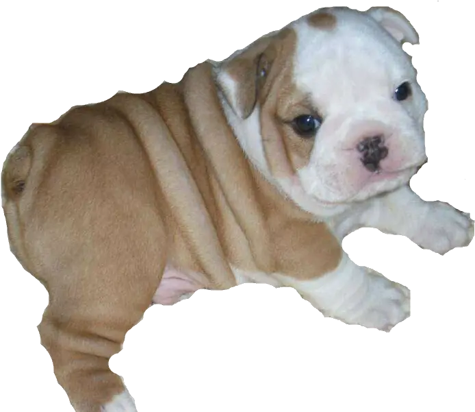  Download Bulldog Png Bulldog Puppy Transparent Background Bulldog Transparent Background