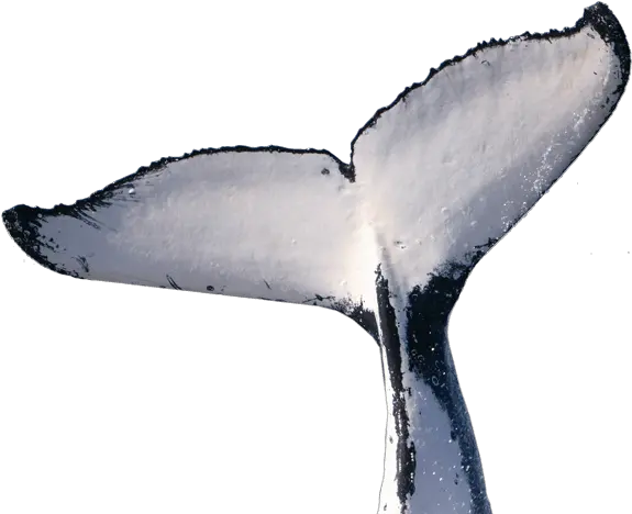  Humpback Whale Tail Png Transparent Whale Tail Png Tail Png