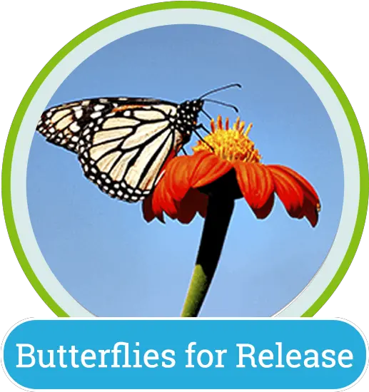  Butterfly Encounter U2013 Lukas Nursery Monarch Butterfly Png Monarch Butterfly Icon