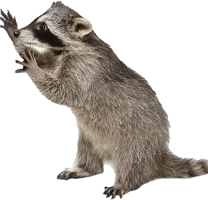  Raccoon Png Photo Image Play Racoon With No Background Raccoon Transparent Background