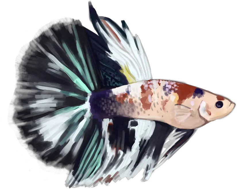  Tide Pod My Halfmoon Koi Show Betta Illustration Png Tide Pod Png