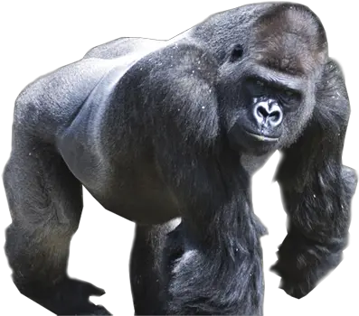  Drawing Gorillas Harambe Transparent Gorilla Transparent Background Png Harambe Transparent