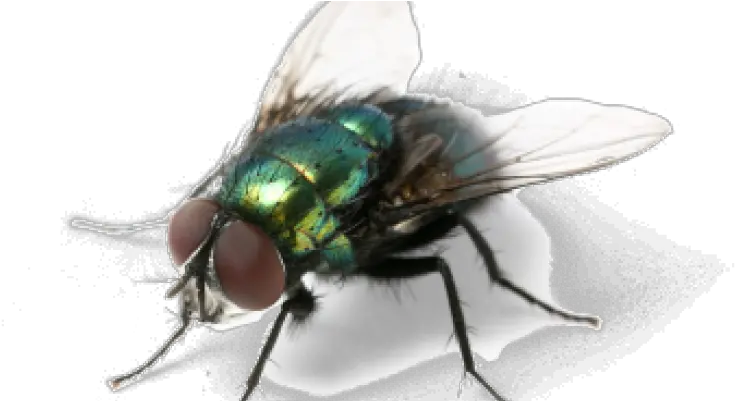  Green Fly Png Clipart Background Most Annoying Things About Summer Fly Png