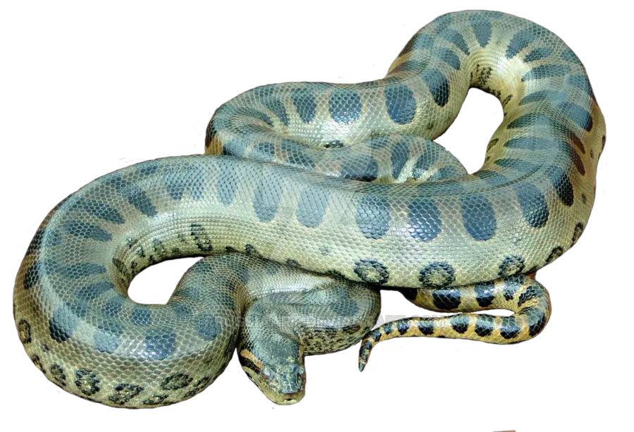  Animals Anaconda Png Snake Transparent Background