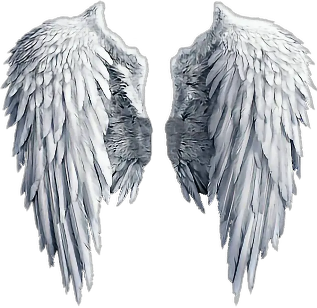  Download Hd Angel Wing Transparent Png Angel Wing Png Angel Wing Transparent