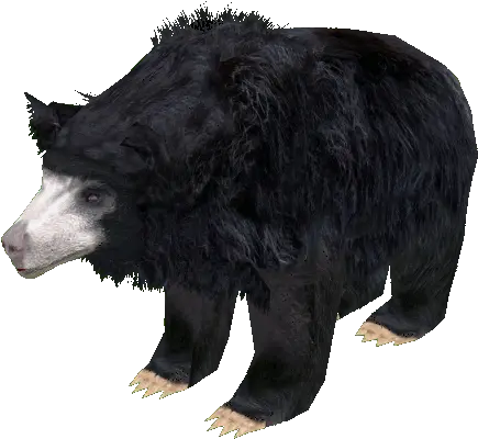  Download Sloth Bear Png Transparent Background