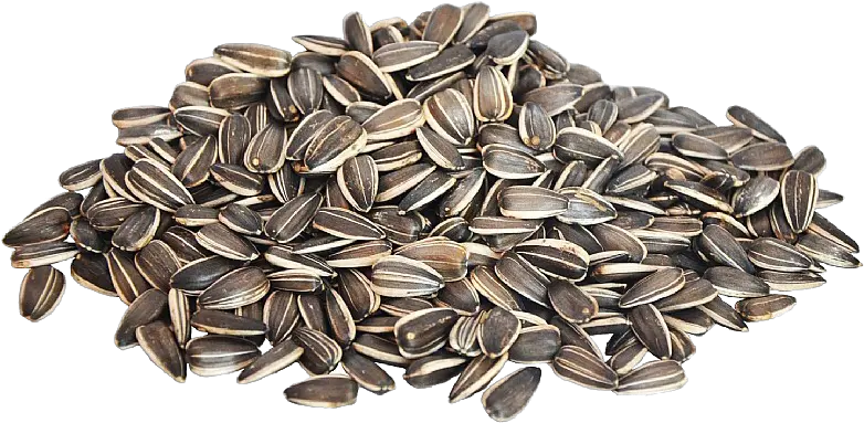  Black Sunflower Seeds Transparent Png Dermalogica Ultracalming Serum Concentrate Sunflower Transparent Background