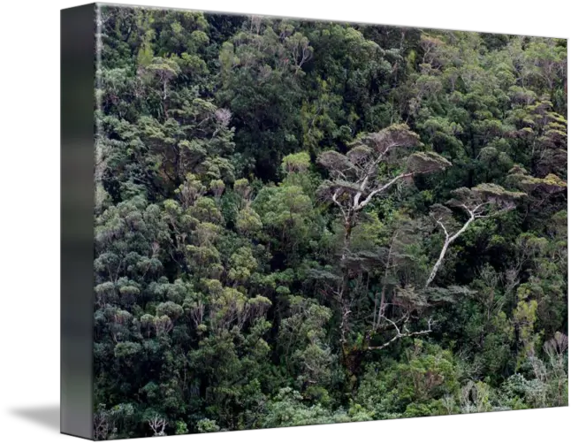  Milford Sound Tree Canopy Forest Png Tree Canopy Png