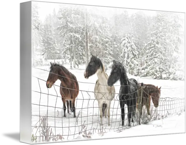  Horses In A Snowy Pasture By J Bentley Sorrel Png Falling Snow Transparent Background