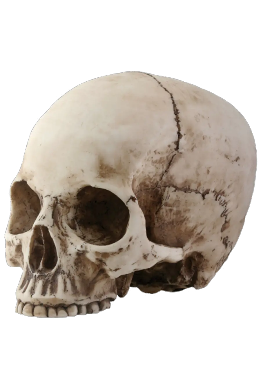  Skull Png Image Skull Head Transparent Background Skeleton Png Transparent