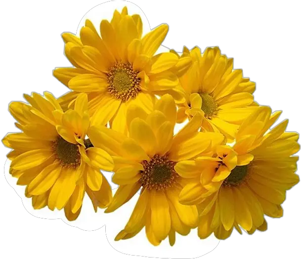  Download Hd Freetoedit Flower Daisy Yellow Flowers Transparent Background Png Yellow Flower Transparent Background