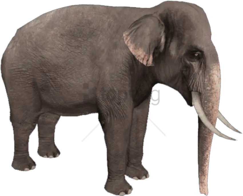  Zoo Animals Png Transparent Background Elephant Png Elephant Transparent Background