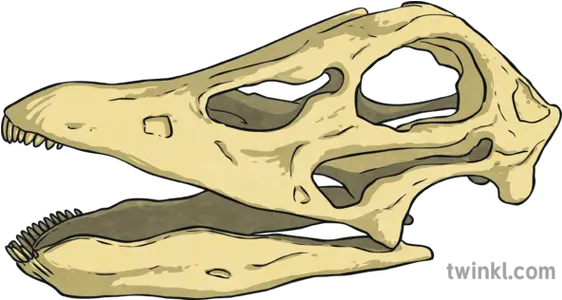  Diplodocus Skull Dinosaur Bones Ar Twinkl Go Science Skull Png Dinosaur Skull Png