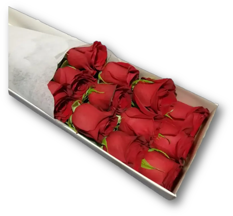  Caja 12 Rosas Rojas Garden Roses Png Rosas Rojas Png