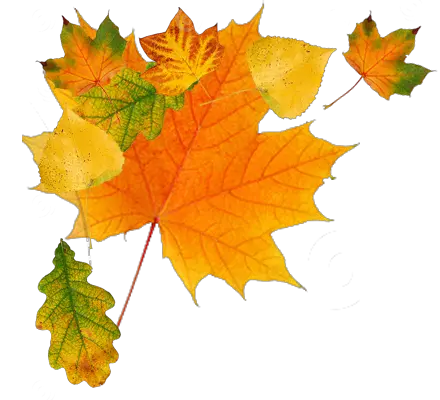  Autumn Leaves Transparent Background 23471 Transparentpng Autumn Leaves Free Png Leaf With Transparent Background