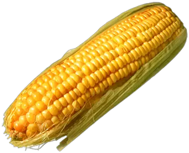  Corn Solo Leaves Transparent Png Stickpng Corn Cob Transparent Background Corn Cob Png