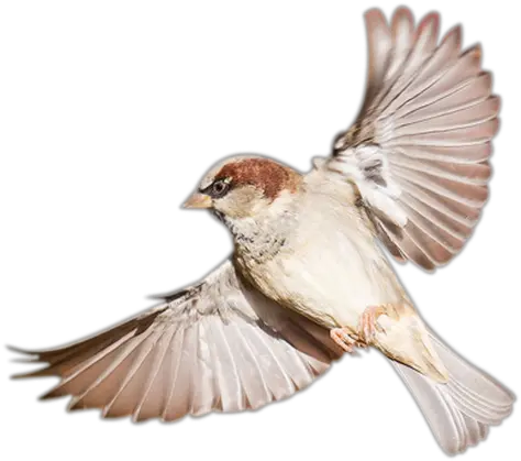  Bird Png Sparrow Birds Png Bird Flying Png