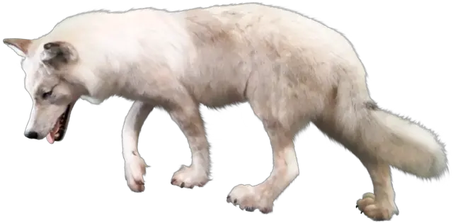  Wolf Png Arctic Wolf Looking Up Transparent Background Wolf Png