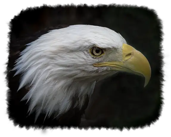  American Bald Eagle Kids T Shirt Bald Eagle Png Bald Eagle Transparent