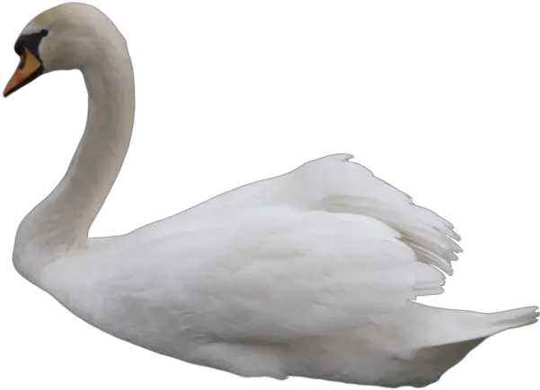  Kuu Png Resimleri Ücretsiz Indirmek Için Kullanlabilir Swan Transparent Background Swan Png