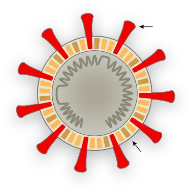  How Coronavirus Hijacks Your Cells Ap Tests Png Dead Cells Logo