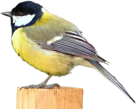  Standing Png Images Download Transparent Image Great Tit Tit Icon