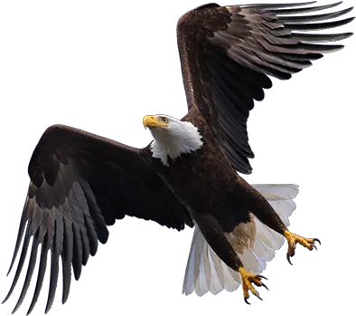  Flying Eagle Transparent Png Clipart Flying Eagle Png Bald Eagle Transparent