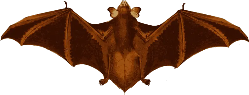  Bat Wings Little Brown Myotis Png Bat Wings Png