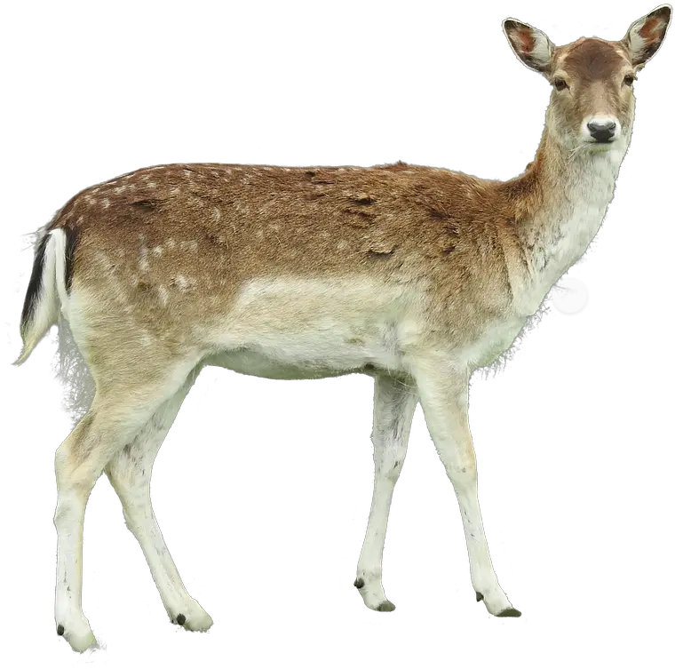  White White Tailed Deer Png Deer Transparent Background