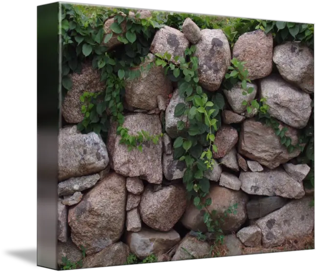  Stone Wall And Vines By Jessica Krause Smith Stone Wall Png Wall Vines Png