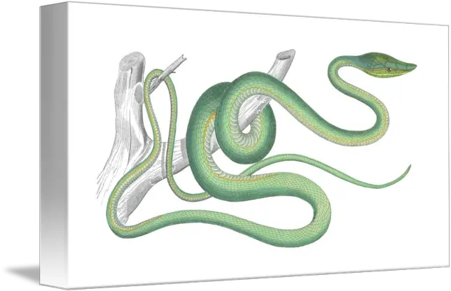  Green Vine Snake By Chad Arment Serpent Png Green Snake Png