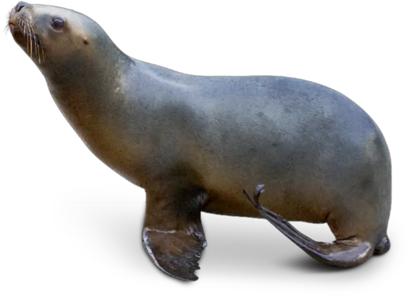  Sea Lion Transparent Png Leone Marino Png Sea Lion Png