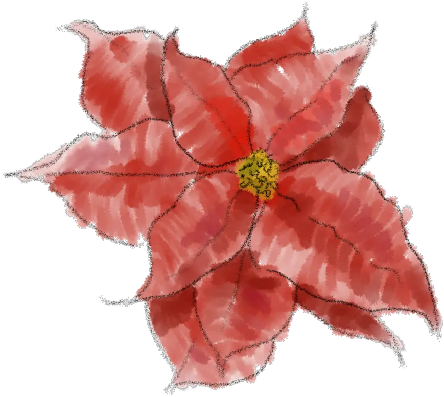  Poinsettia Png Image Transparent Background