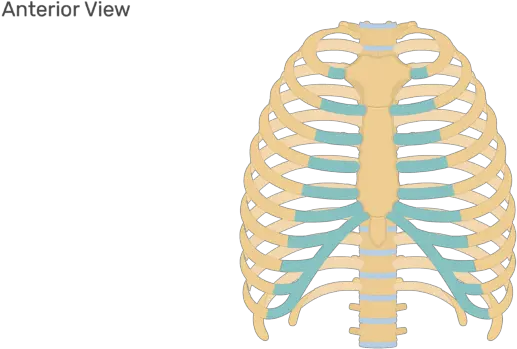  Rib Cage Png Rib Cage Unlabeled Rib Cage Png