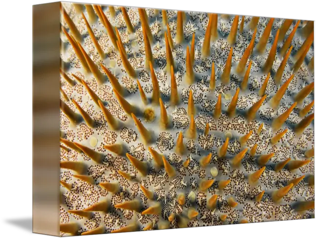  Micronesia Yap Closeup Of Crownofthorns Starf By Design Pics Art Png Crown Of Thorns Transparent