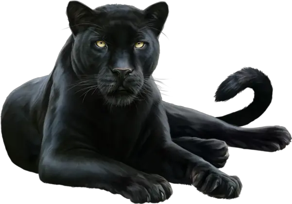  Download Leopard Felidae Black Cougar Panther Free Black Panther Animal Png Black Panther Transparent