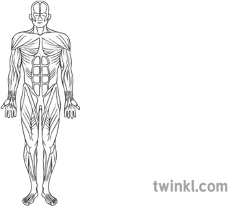  Muscular System Black And White Illustration Twinkl Cavaliers Twinkl Png Muscle Png