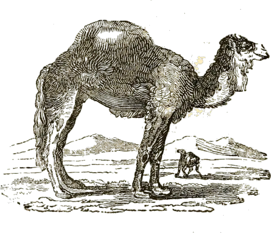  Filetttc Vol I 146 Camel Of Tartarypng Wikimedia Commons Arabian Camel Camel Transparent